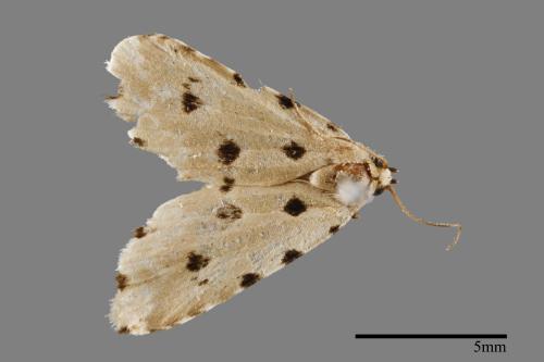 Metaemene atrigutta maculata[麗夜蛾][00009117]