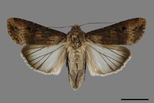 Agrotis ipsilon[小地老虎][00099804]