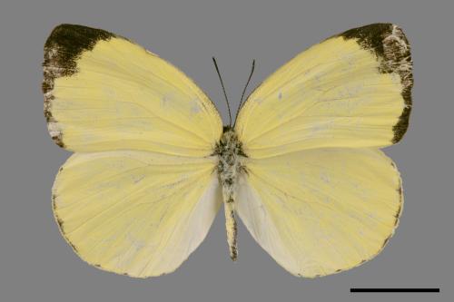 Eurema blanda arsakia[臺灣黃蝶][00024791]