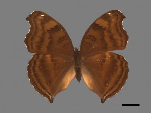 Junonia iphita[黑擬蛺蝶][00013355]