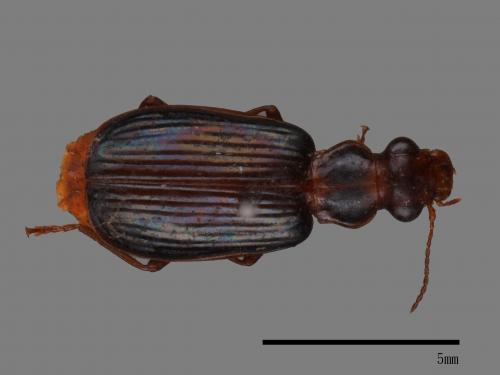 <已分類>Family：Carabidae[步行蟲科][00092631]