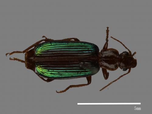 <已分類>Family：Carabidae[步行蟲科][00082935]