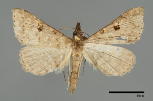 <已分類>Genus：Naarda[00008201]