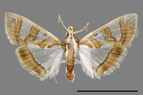 Glyphodes duplicalis[00068913]