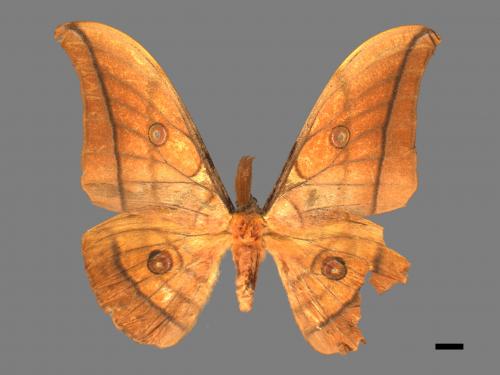 Antheraea yamamai superba[大透目天蠶蛾][00016037]