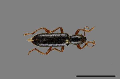 <已分類>Family：Tenebrionidae[擬步行蟲科][00099506]