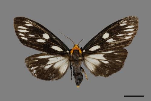 Macrobrochis gigas[巨網苔蛾][00071349]