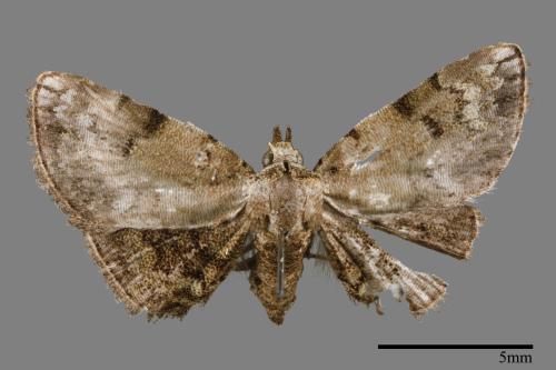 Mataeomera biangulata[00008610]