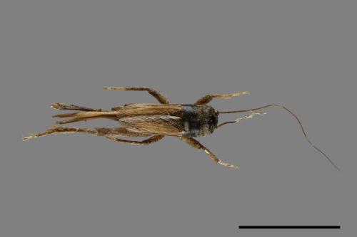 <已分類>Family：Gryllidae[蟋蟀科][00054446]