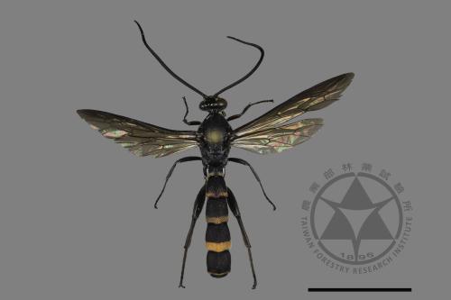 <已分類>Family：Ichneumonidae[姬蜂科][00182876]