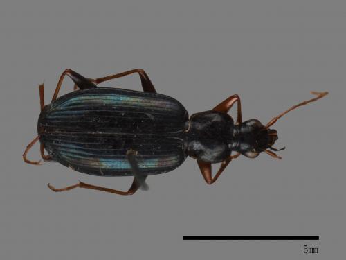 <已分類>Family：Carabidae[步行蟲科][00092623]