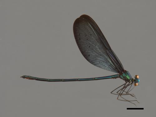 Matrona cyanoptera[白痣珈蟌][00103861]