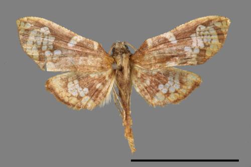 <已分類>Family：Thyrididae[窗蛾科][00042454]