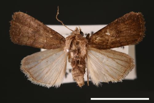 Athetis cognata[00003184]