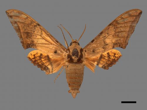Ambulyx sericeipennis[臺灣鷹翅天蛾][00017419]