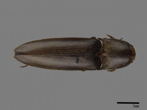 <已分類>Family：Elateridae[叩頭蟲科][00083851]