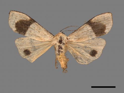 Vamura alboluteora[維黃華苔蛾][00051748]