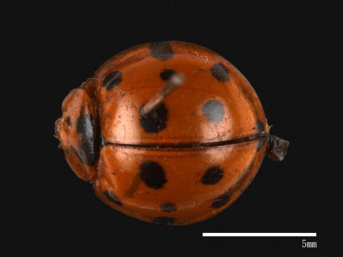 Harmonia dimidiata[小十三星瓢蟲][00013071]