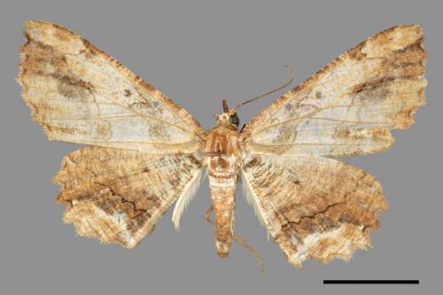 Menophra anaplagiata[茶褐耳尺蛾][00019295]