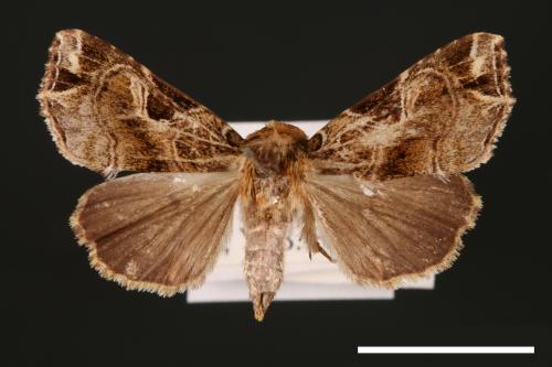 Callopistria phaeogona[暗角散紋夜蛾][00002485]