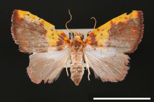 Siglophora sanguinolenta[內黃血斑瘤蛾][00004820]