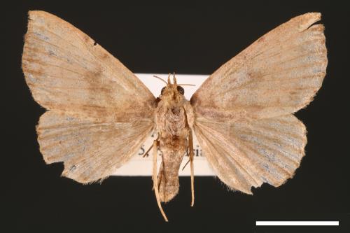 Scedopla umbrosa[00007236]