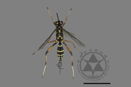 <已分類>Family：Ichneumonidae[姬蜂科][00171942]