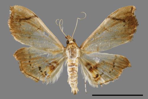 <已分類>Family：Crambidae[草螟科][00054575]