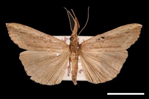 Hypena longipennis[00009729]