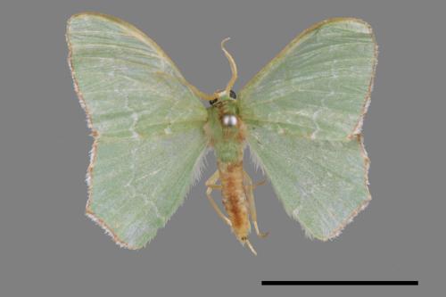 Hemistola simplex[紅緣無繮青尺蛾][00014847]