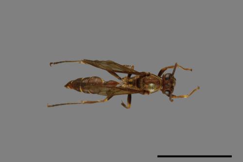 Parapolybia nodosa[叉胸異腹胡蜂][00078740]