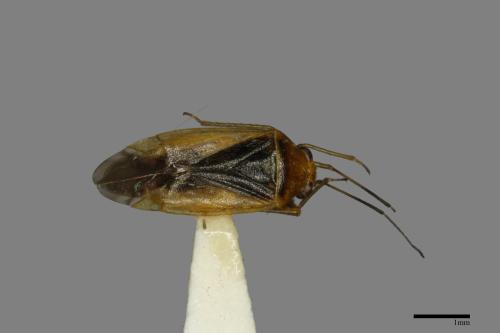 <已分類>Family：Miridae[盲椿象科][00079915]