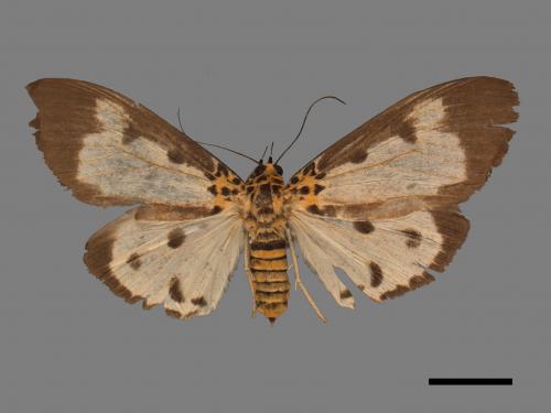 Asota plana lacteata[長斑擬燈蛾][00045474]