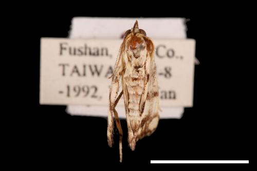 Zanclognatha reticulatis[00011524]