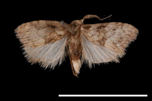 <已分類>Family：Noctuidae[夜蛾科][00011796]
