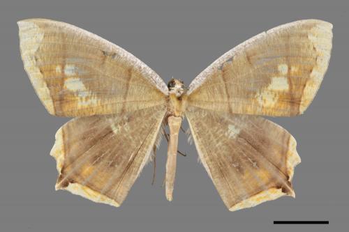 Thinopteryx nebulosa[灰斑黃蝶尺蛾][00054815]