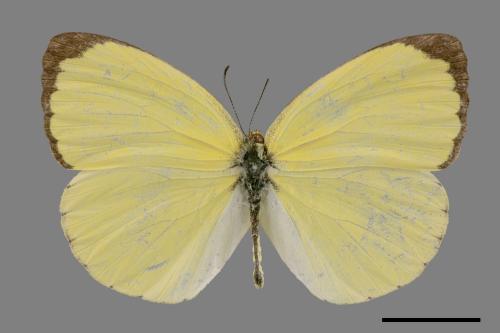 Eurema blanda arsakia[臺灣黃蝶][00027253]