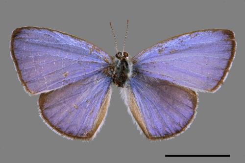 Celastrina lavendularis himilcon[埔里琉璃小灰蝶][00015426]