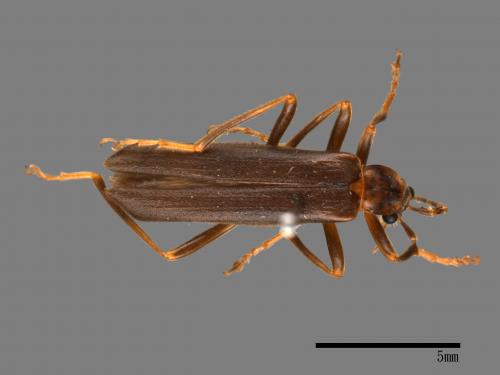 <已分類>Family：Cantharidae[菊虎科][00041174]