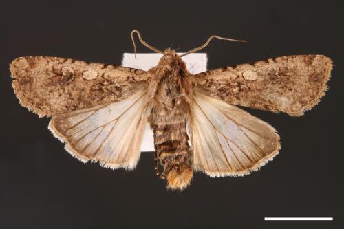 Peridroma saucia[雜色夜蛾][00000740]