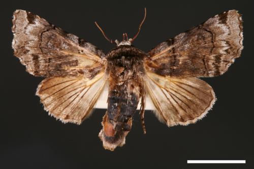 Aplotelia diplographa[00003865]