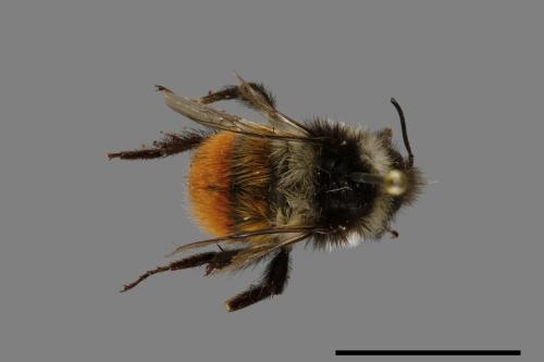 Bombus formosellus[信義熊蜂][00074731]