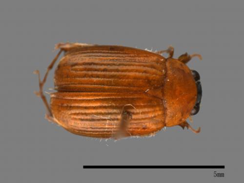 <已分類>Family：Scarabaeidae[金龜子科][00084146]