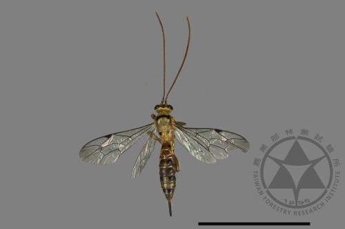 <已分類>Family：Ichneumonidae[姬蜂科][00167285]