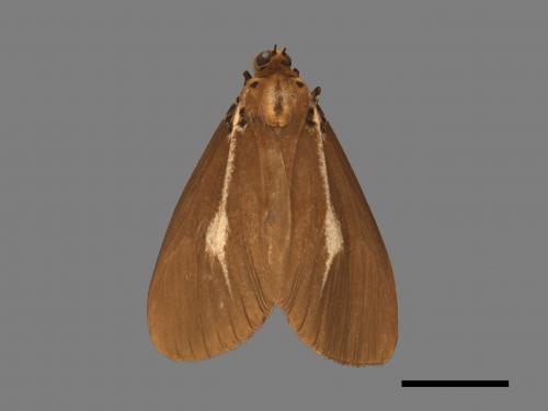 Asota heliconia zebrina[圓端擬燈蛾][00019937]