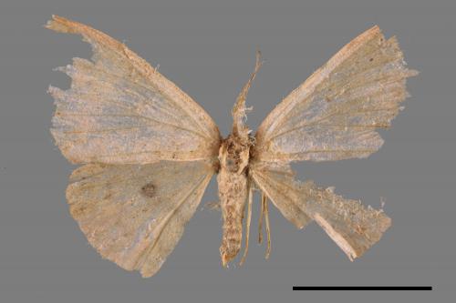 <已分類>Genus：Anisodes[00052495]