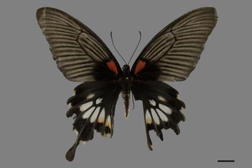 Papilio memnon heronus[大鳳蝶][00101350]