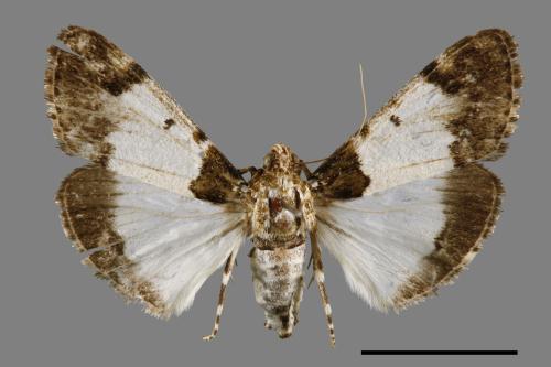 Teliphasa albifusa[00055272]
