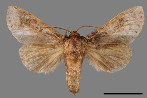 Neodrymonia seriatopunctata[黃肩舟蛾][00058541]