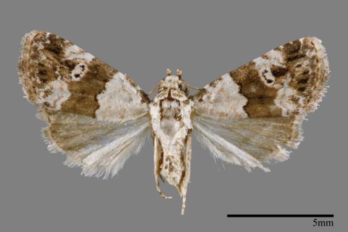 Maliattha signifera[00009313]
